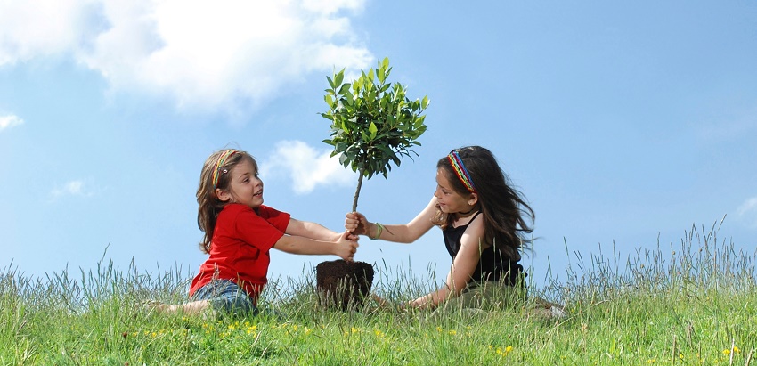 Siete razones para plantar un árbol